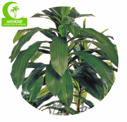 Imitation Bonsai High Quality Artificial Dracaena With Real Touch Leaves For Hot Sale