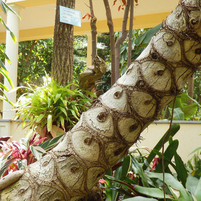 270cm Artificial Landscape Trees L Shape Split Philo Office Decoration Floor Plant