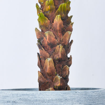 190cm Artificial Plants Phoenix Palm Tree Evergreen Indoor Palm Tree Rainstorm Style Palm Tree