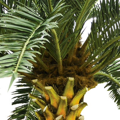 No Nursing Store Artificial Landscape Trees Big Date Palm Tree Customized Size