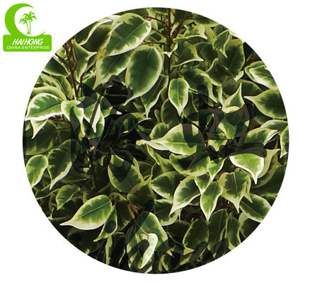 Wholesaler Popular Beautiful 165cm Artificial Variegated Ficus Tree Indoor Decor And Space Landscaping