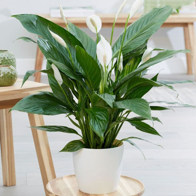 Spathiphyllum Peva Artificial Potted Floor Plants White Flowers Indoor Decor